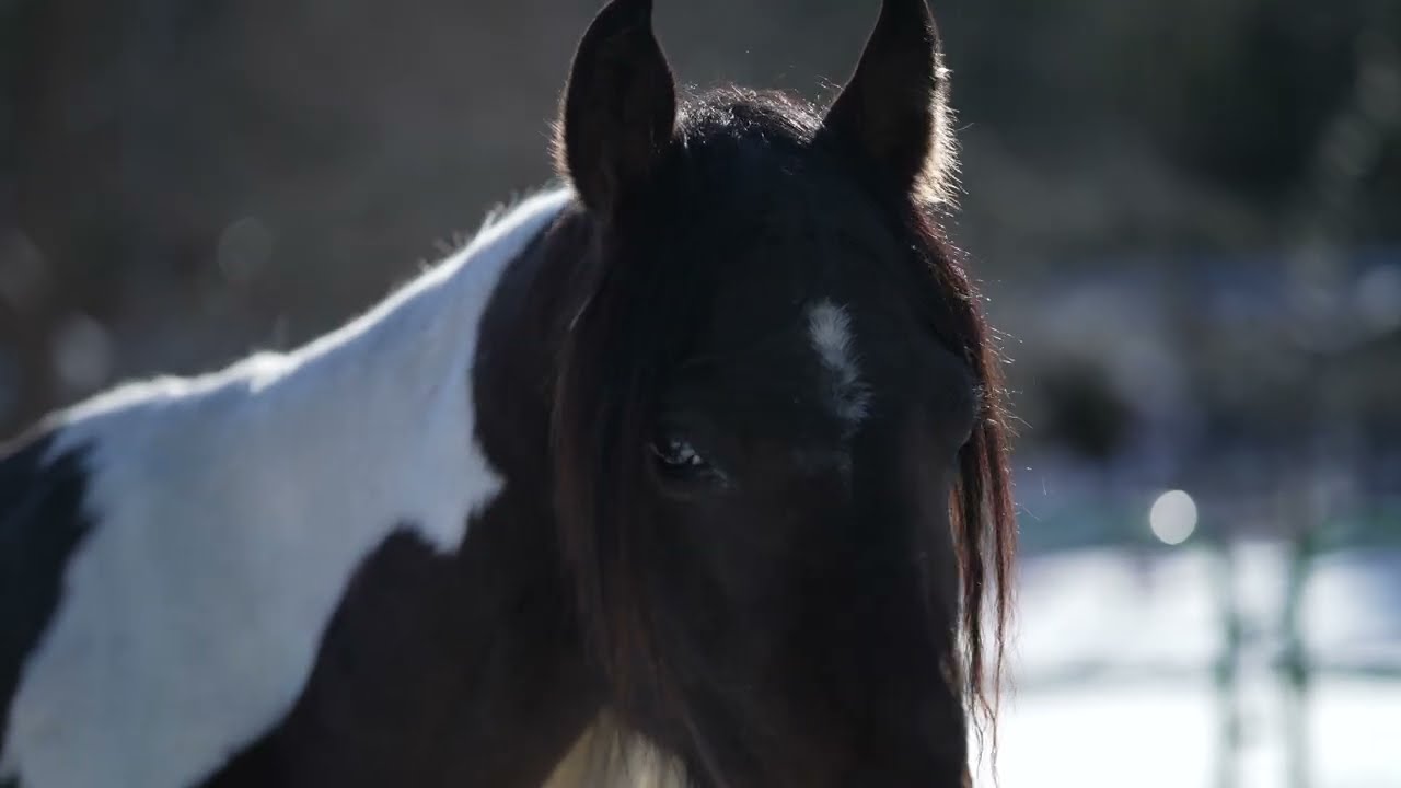 Through The Eyes of A Rescue Animal | Horse & Donkey Rescue