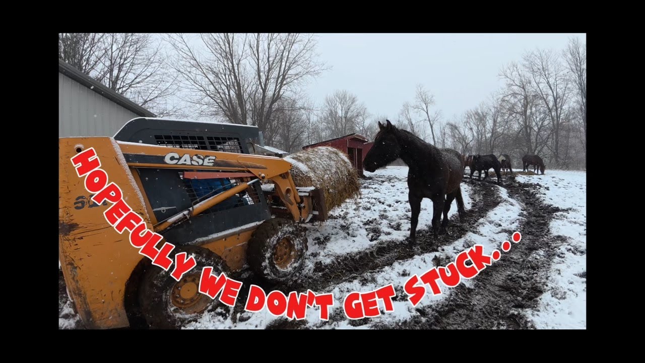 Putting hay out for the horses.
