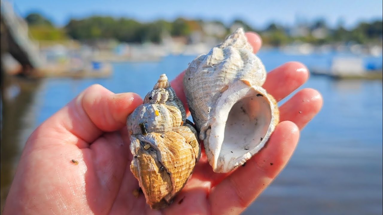 An Autumn SHELLING adventure in Mid-coast Maine(Harpswell, Orrs Is., and Bailey Is.)