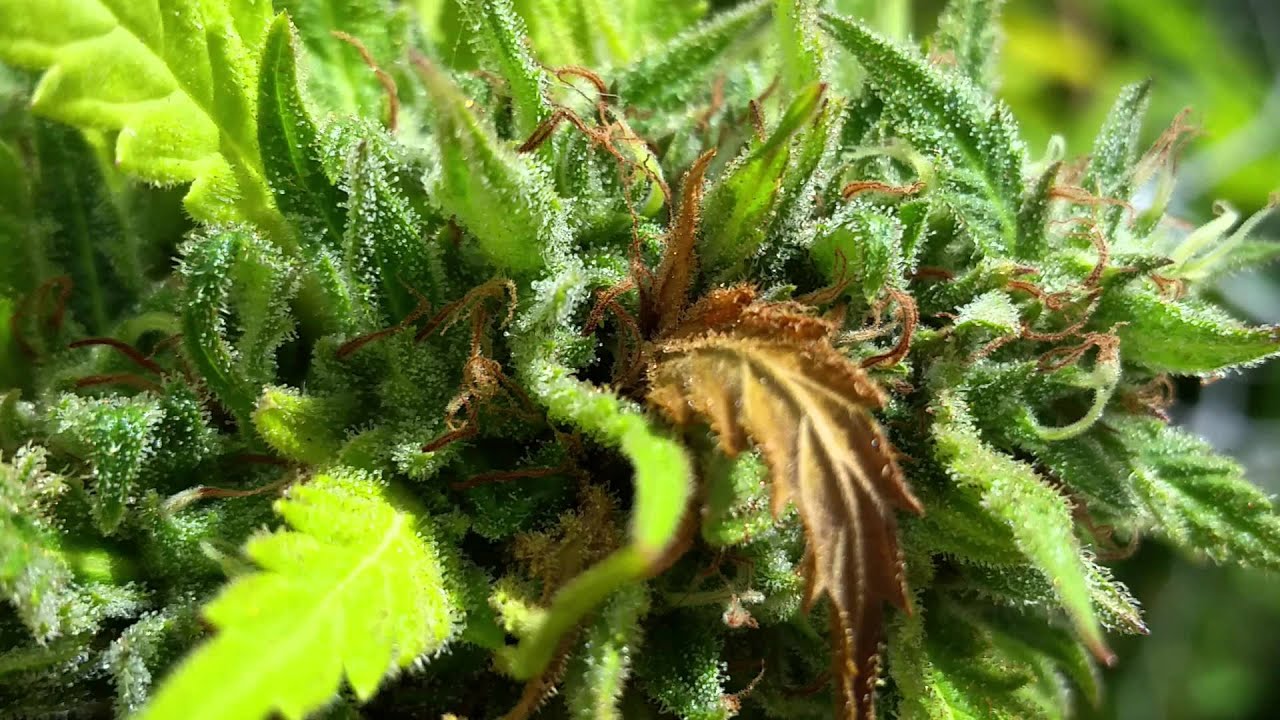 How to locate Bud Rot late into flowering