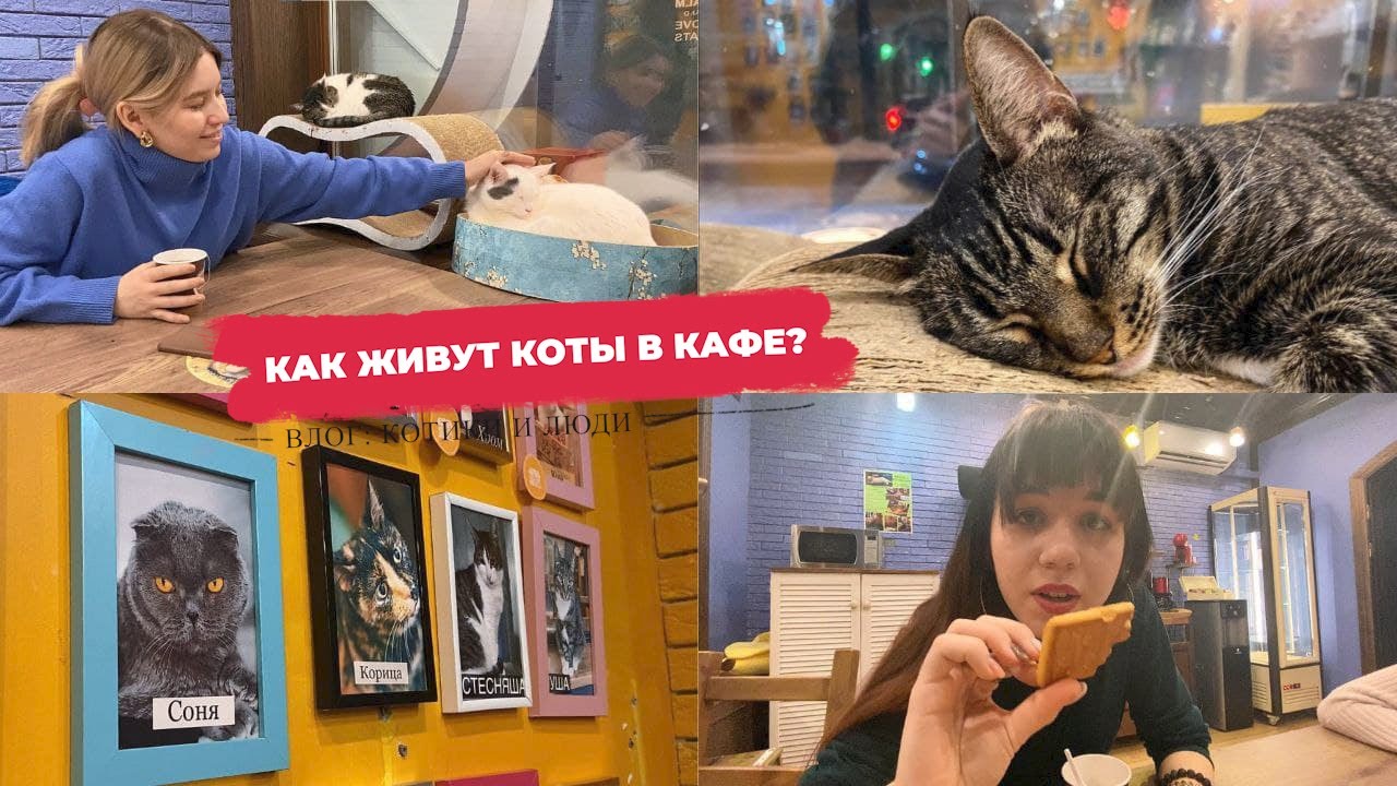 Всё, что Нужно Знать о Котокафе / Влог из 