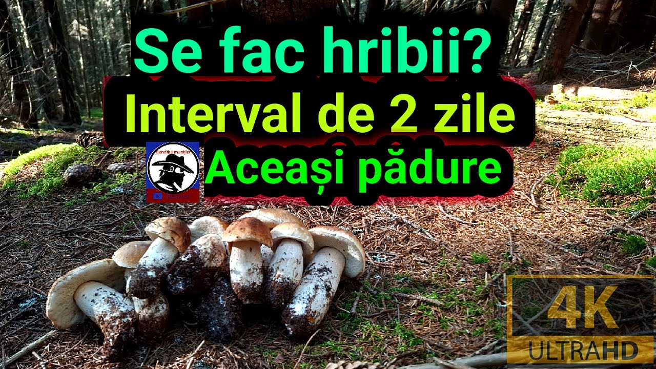 Găsim HRIBI la un interval de 2 zile în aceași PĂDURE? 🤷! Demonstrație video 🍄🍄🍄🌲🌲🌲