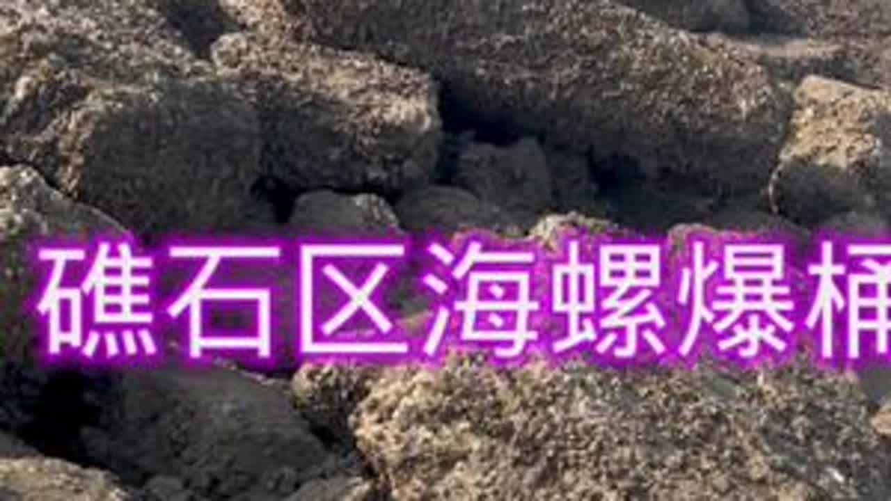 #户外赶海抓海鲜 #真实户外   礁石区海螺是真的多。