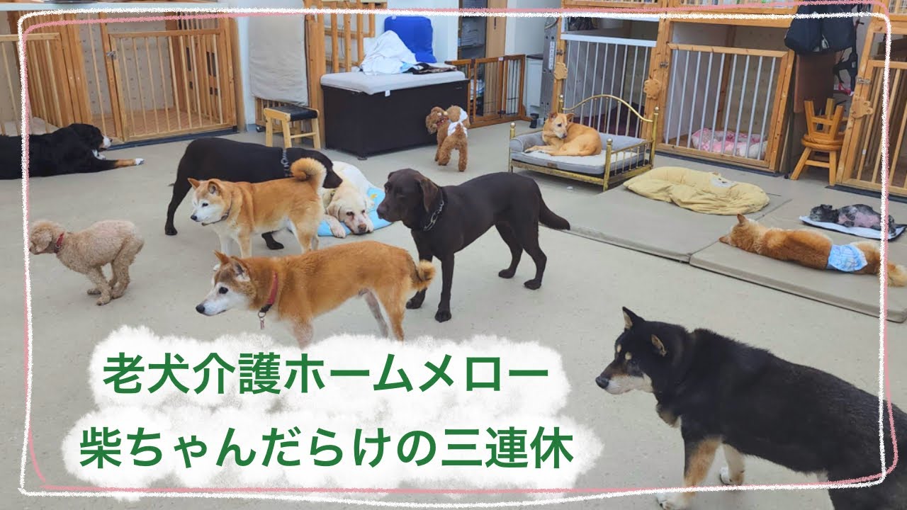 【老犬介護ホームメロー】柴犬だらけの三連休🐕🐕🐕