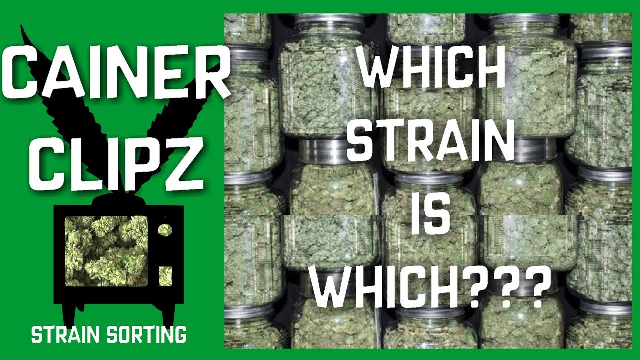 Sorting My Strains - What Does A UK Weedtubers Weed Stash Look Like (CAINER CLIPZ)