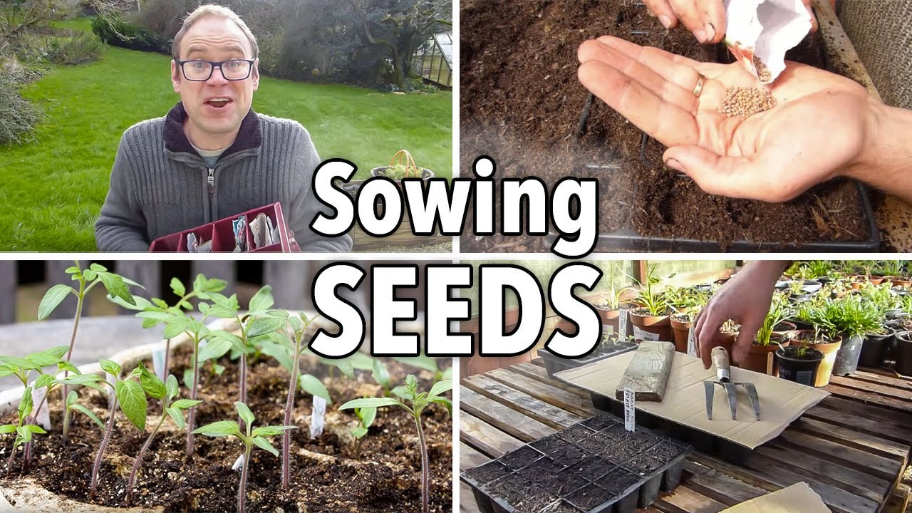 Sowing Seeds: Absolutely Everything You Need to Know