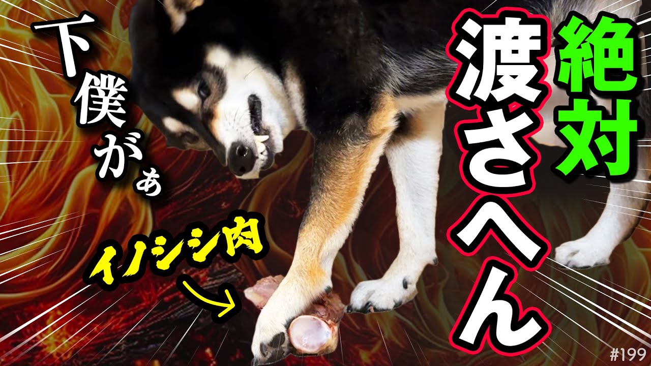 ジビエに大興奮な柴犬～下僕と化す飼い主～