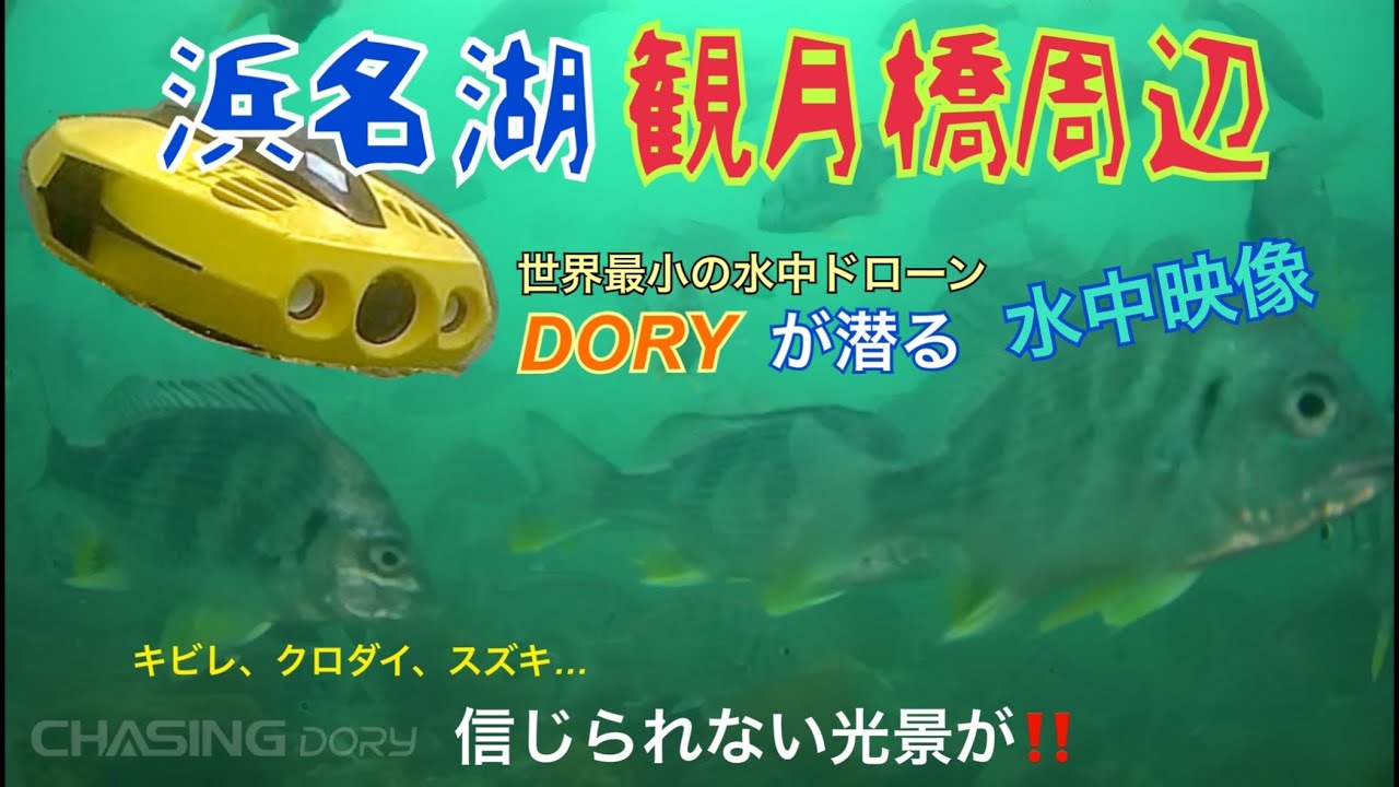 水中ドローンDORYが見た、浜名湖　観月橋前の海中　クロダイ、キビレ、スズキ、信じられない光景が…