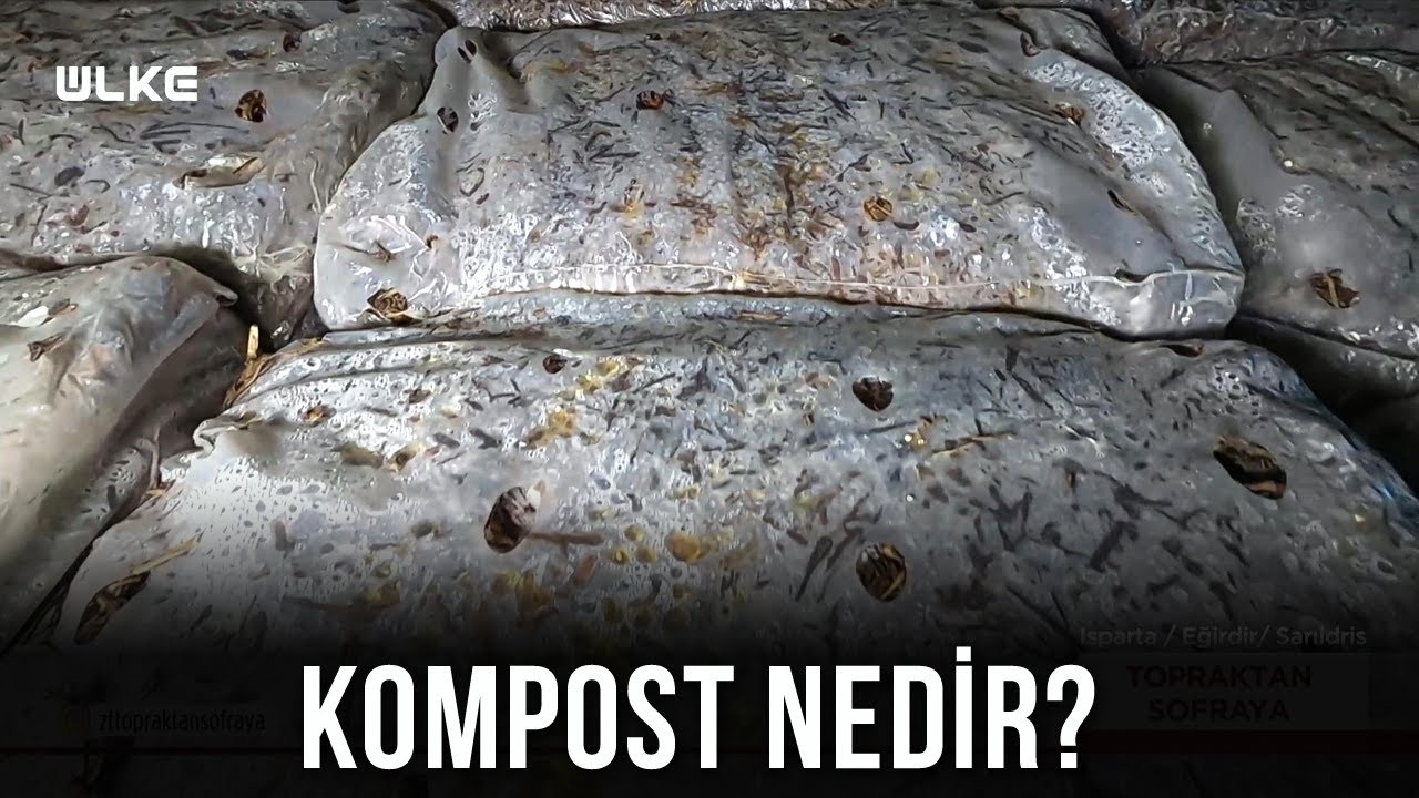 Kültür Mantarının Üretim Aşamaları Nedir?🍄 - Topraktan Sofraya