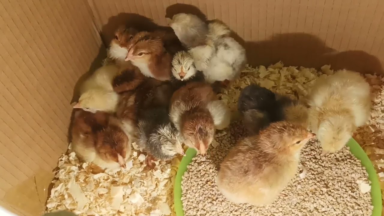 Najlepsza metoda na odchów piskląt  👍🐤👍 Pierwsze kurczaki 2024 już są 🐥🐤🐣