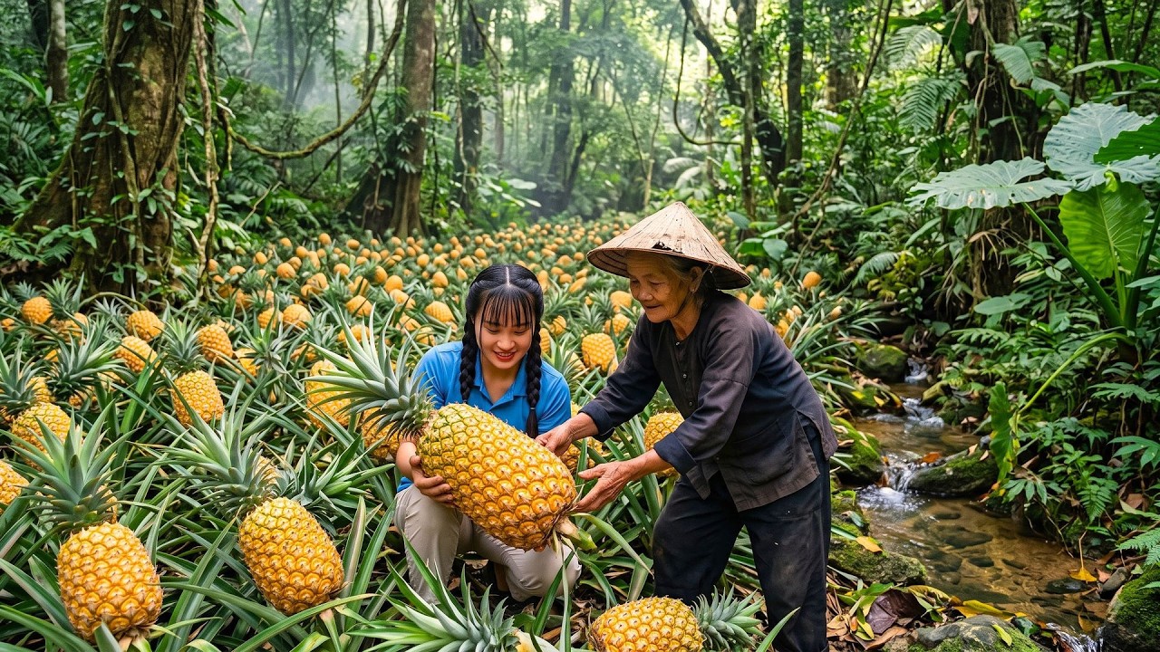 Massive Pineapple Harvest! Harvesting 1,000 Fresh Pineapples To Sell At Village Market For Profit