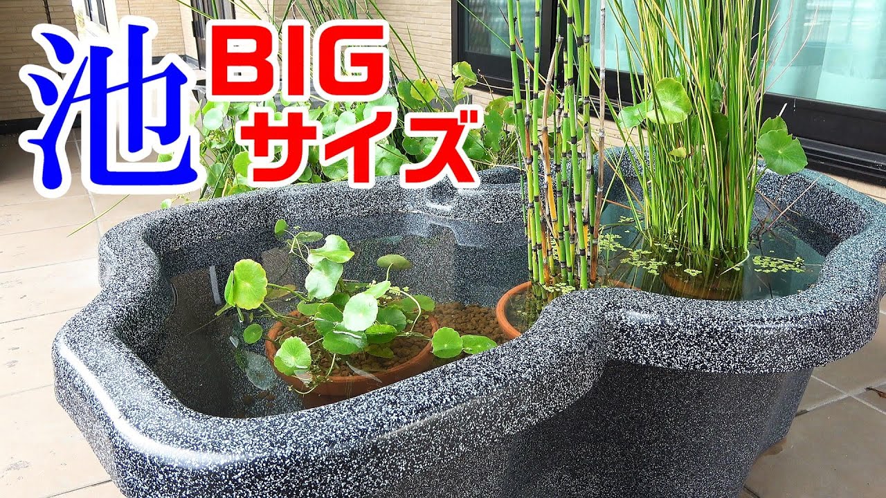 【メダカ】冬・枯れない植物でビオトープ制作！ 大きなプラ池！