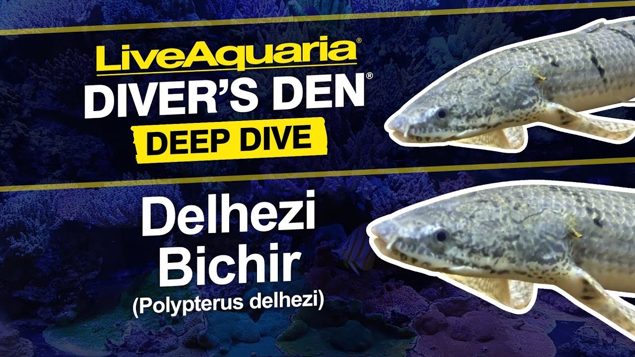LiveAquaria&reg; Diver&rsquo;s Den&reg; Deep Dive: Delhezi Bichir (Polypterus delhezi)