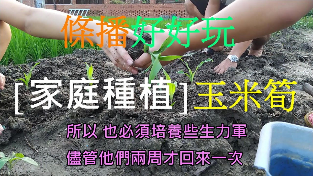 [家庭種植技巧] 09 玉米筍條播效果驗證後 細節管控好 就可放手讓小孩下去種了 不錯的機會教育外  也算是另類的縮小城鄉差距...