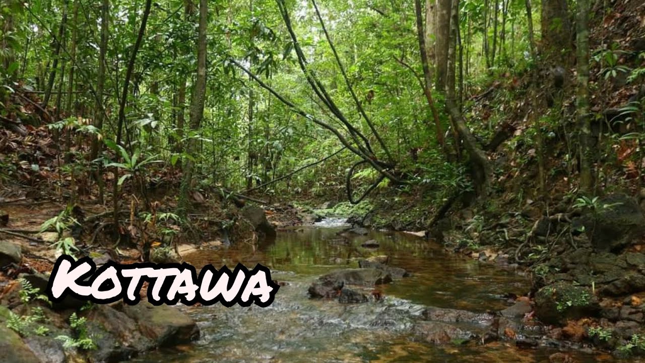 Kottawa forest.traveling to kottawa.Amezing Sri Lanka
