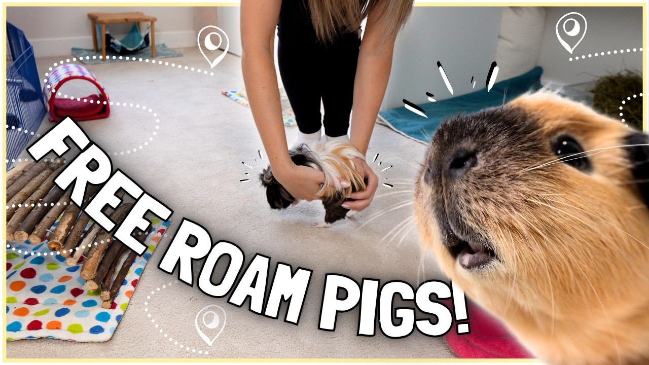 Guinea Pigs on the Loose! Top Tips for Your Free Roaming Setup