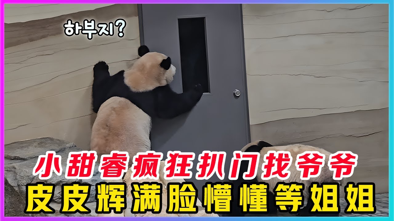 251216001睿宝学会叫门，要说小甜睿熊皮套下没藏着一个小孩还真没人信，人里人气扒着门找爷爷的样子可爱极了，皮皮辉窝趴在地上等候下班，早已把上班牛马亟待下班的状态演绎得淋淋尽致。