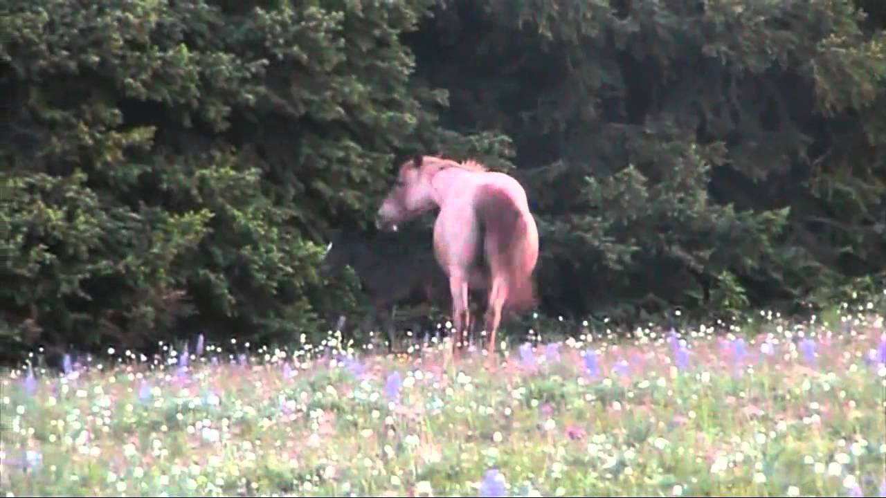 Pryor Mountain Mustangs 2015 - With Cloud