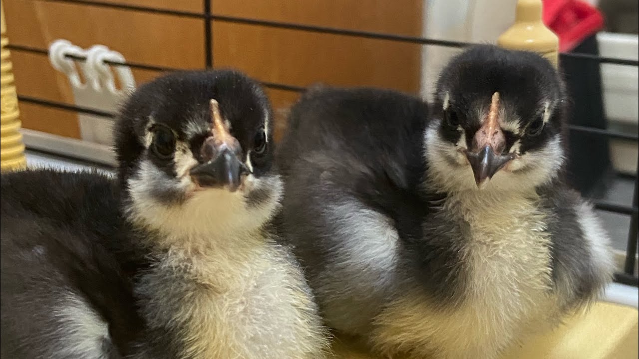 Mastering Dry Hatching: The Easiest Way to Hatch Chicks!