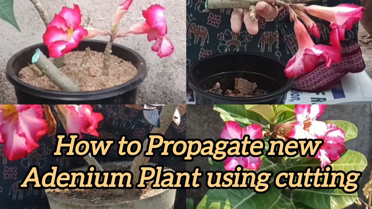How to propagate new Adenium plants using cutting 