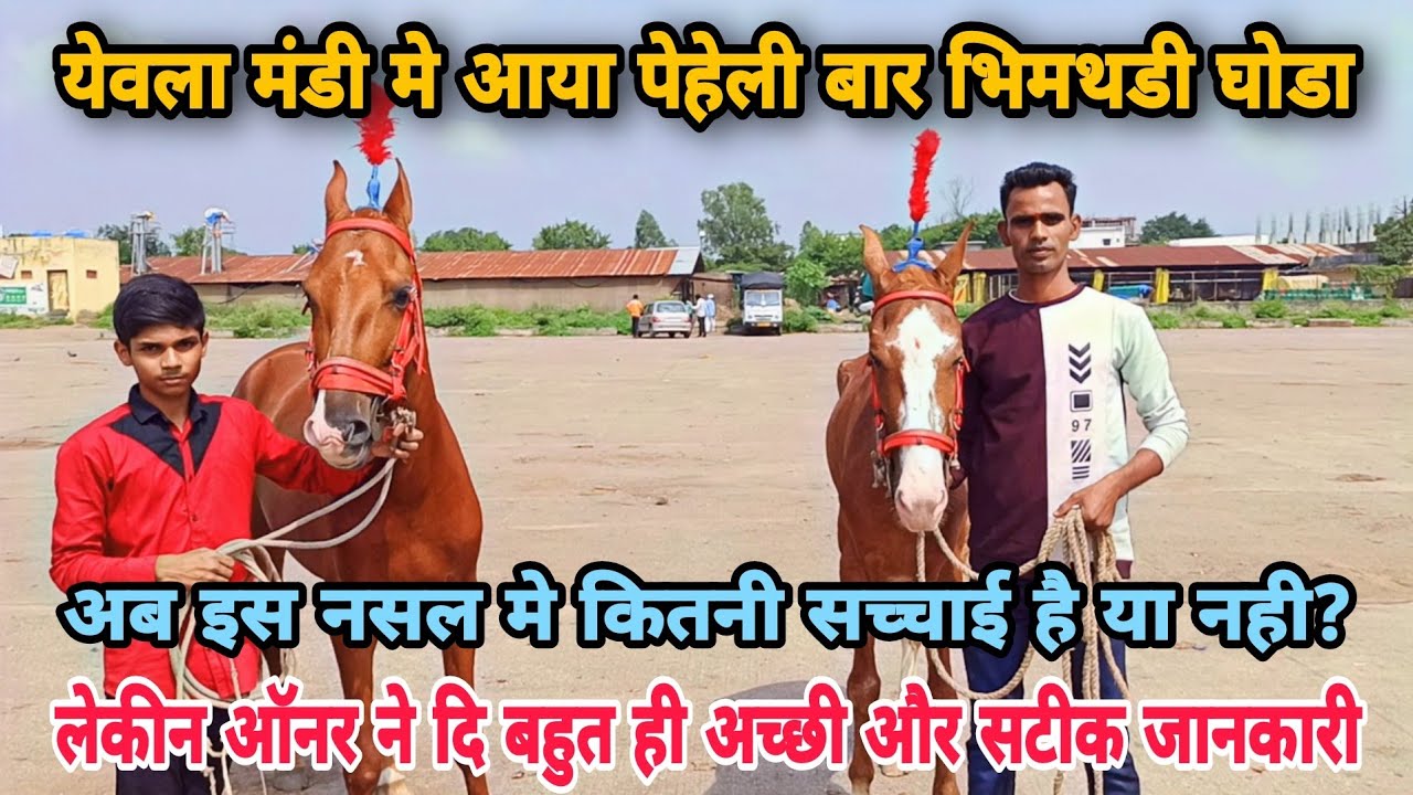 मंडी मे आया पेहेली बार भिमथडी नसल का घोडा।।क्या ये नसल सच मे भिमथडी है? Yeola Ghoda Mandi