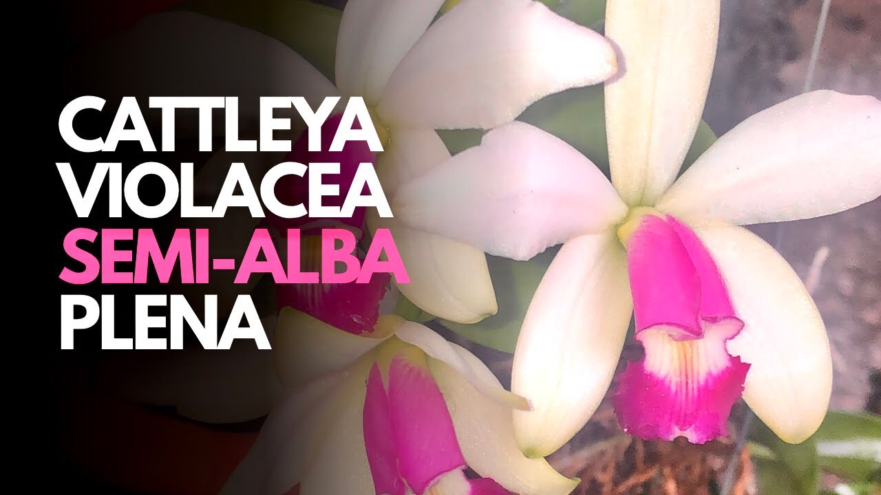 Cattleya violacea semi-alba plena. 
