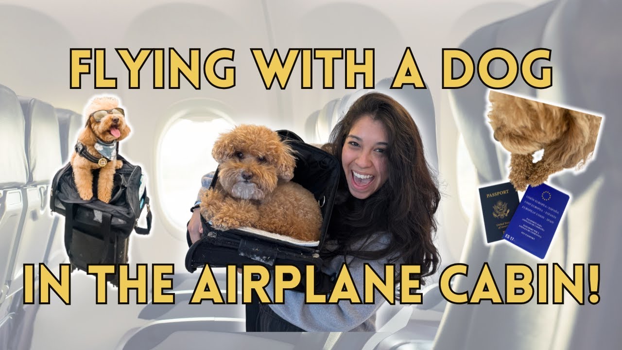 Flying With A Dog in the Airplane Cabin | How I Traveled From Valencia to Paris With My Poodle!