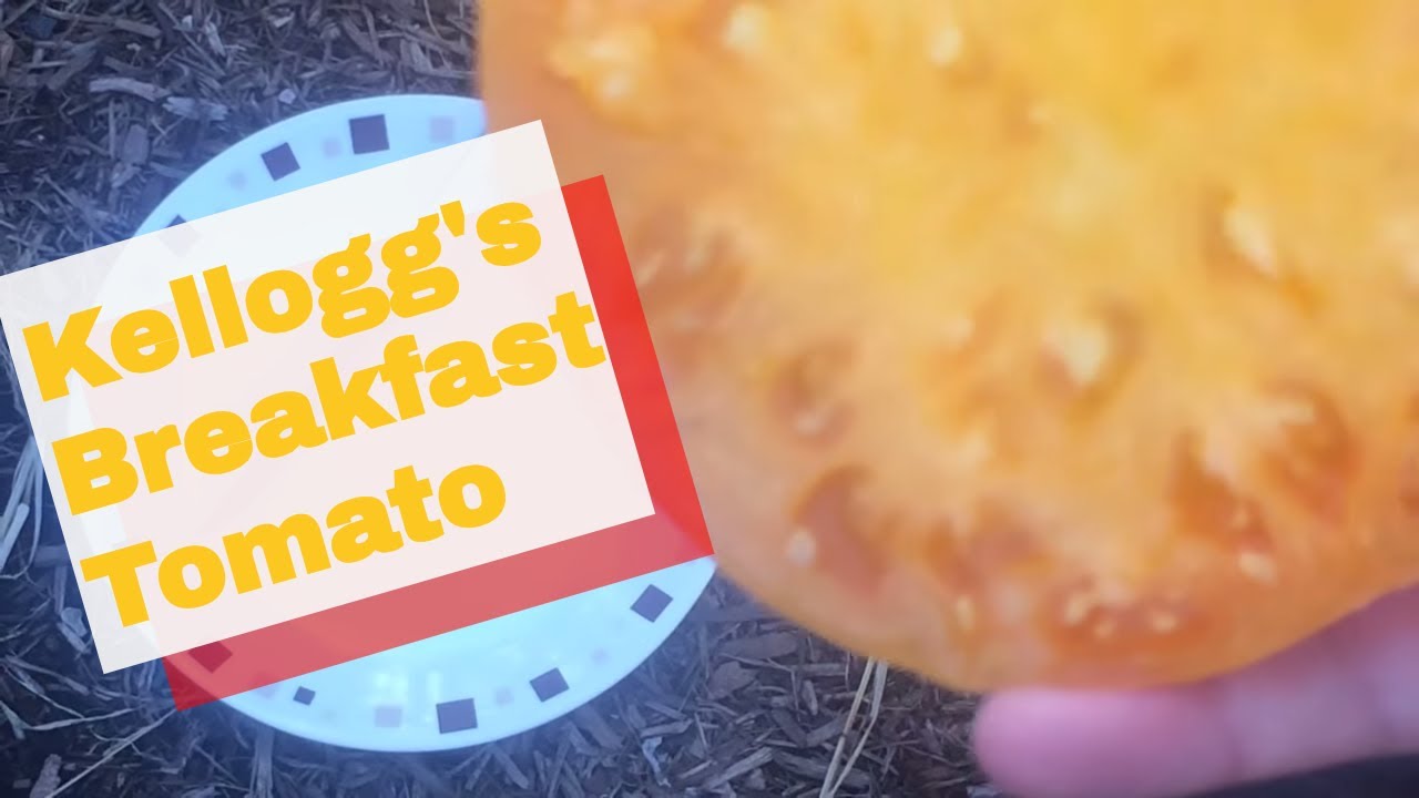 Томатный завтрак Kellogg's — действительно ли он лучший?