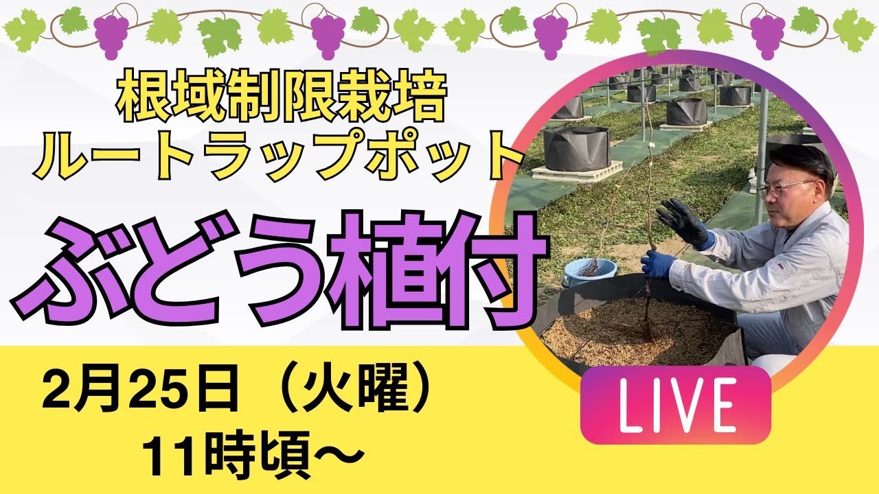 根域制限栽培ルートラップポット【ぶどう植付】ライブ　2月25日(火曜)11時頃より