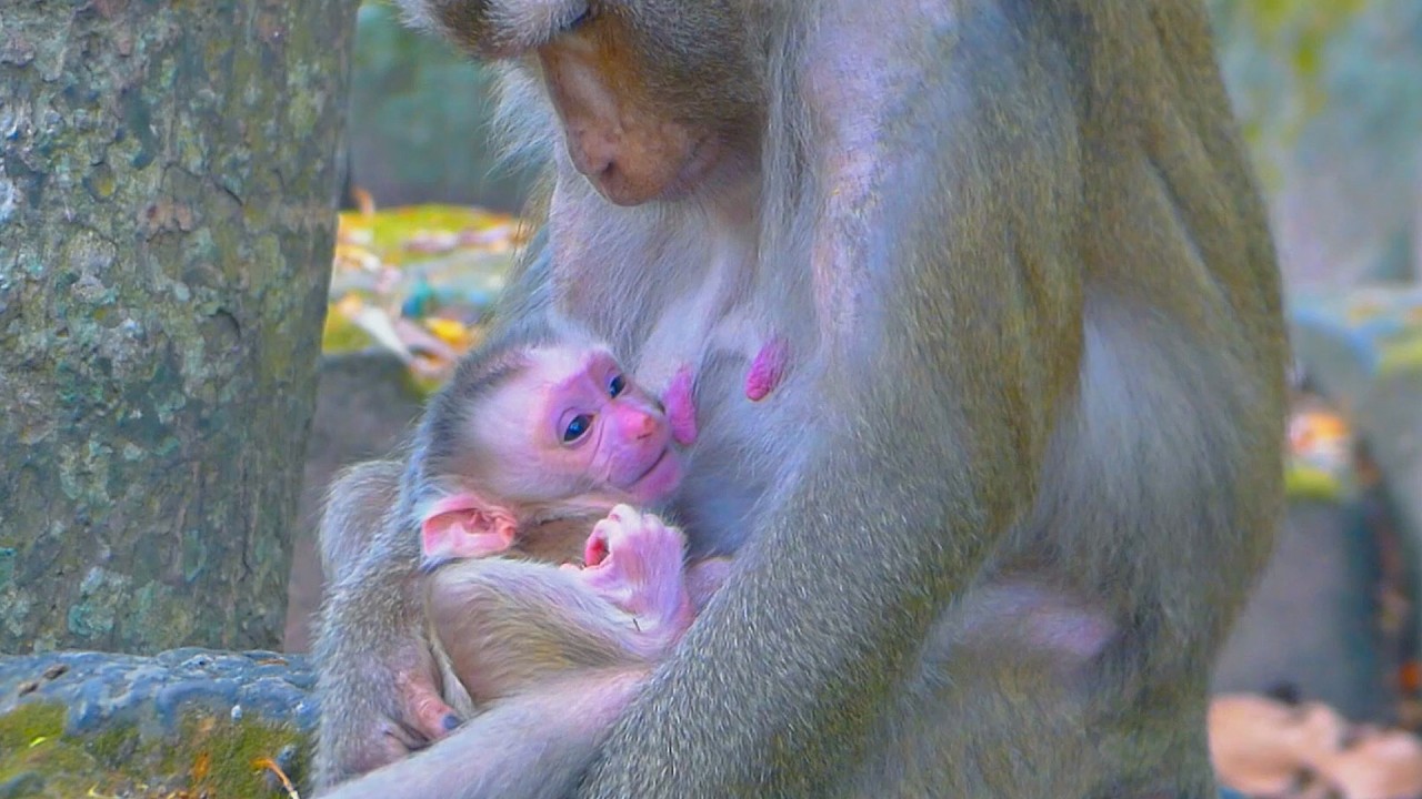 Newborn Levy and his mother Libby, Lily comes to meet her younger brother