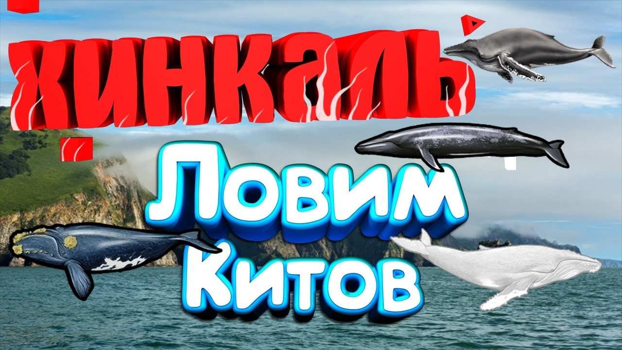 РР3 Стрим Киты на Кроноцком
