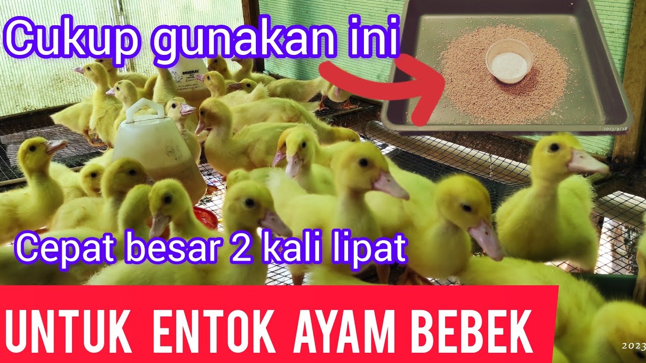 pakan campuran kusus untuk membuat anak entok sehat dan cepat besar @Putra Cendana