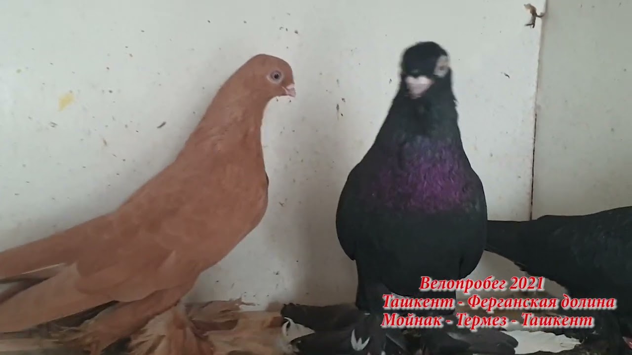 ТЕРМЕЗ -   АЛАНАК
