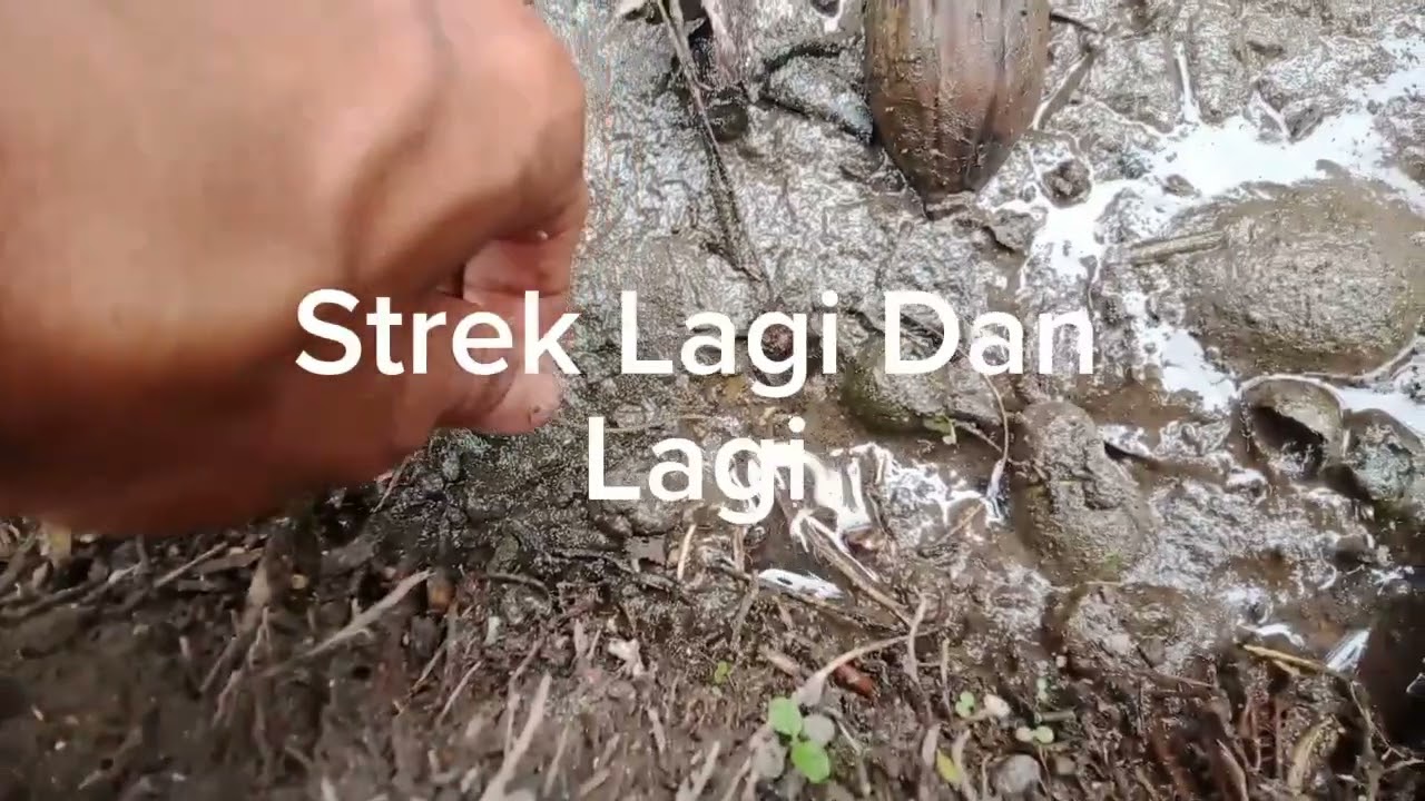 Serangan Sangat Ganas !!! Pas Keluar Melebihi Jempol Kaki Orang Dewasa 