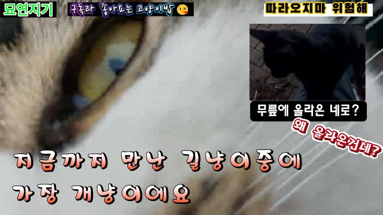 이정도로 개냥이는 처음이에요(미담이)/네로야 왜 무릎에 올라와? #묘연지기 #고양이 #길냥이밥주기