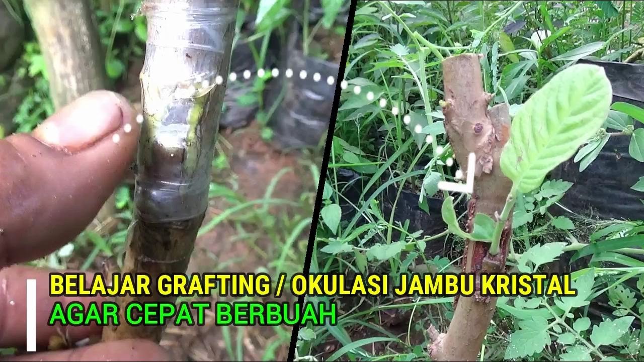 Belajar  Okulasi Jambu Kristal Sendiri Agar Cepat Berbuah sampai Berhasil