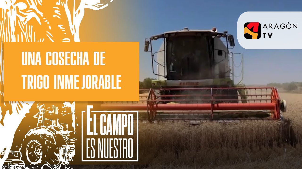 Una cosecha de trigo inmejorable
