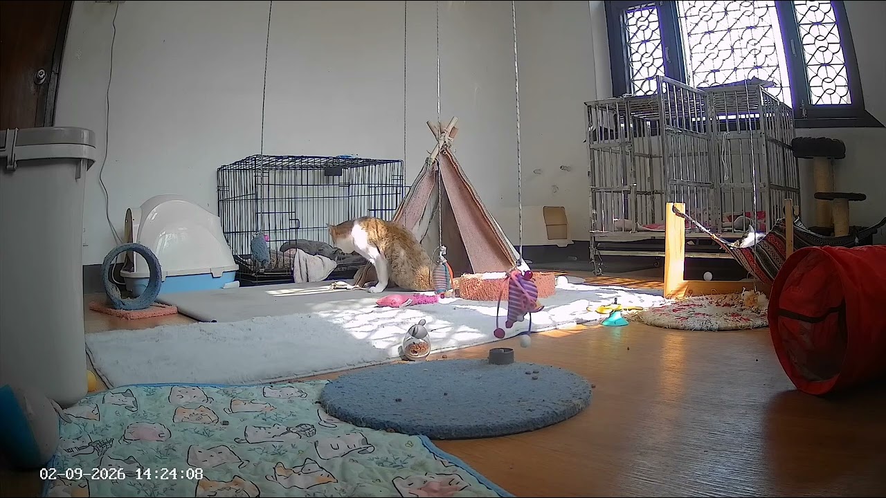 Highlights from the Special Needs Kitten Room ( 9th Feb , 2026 evening  ) #catsofyoutube  🐈‍⬛😸😺