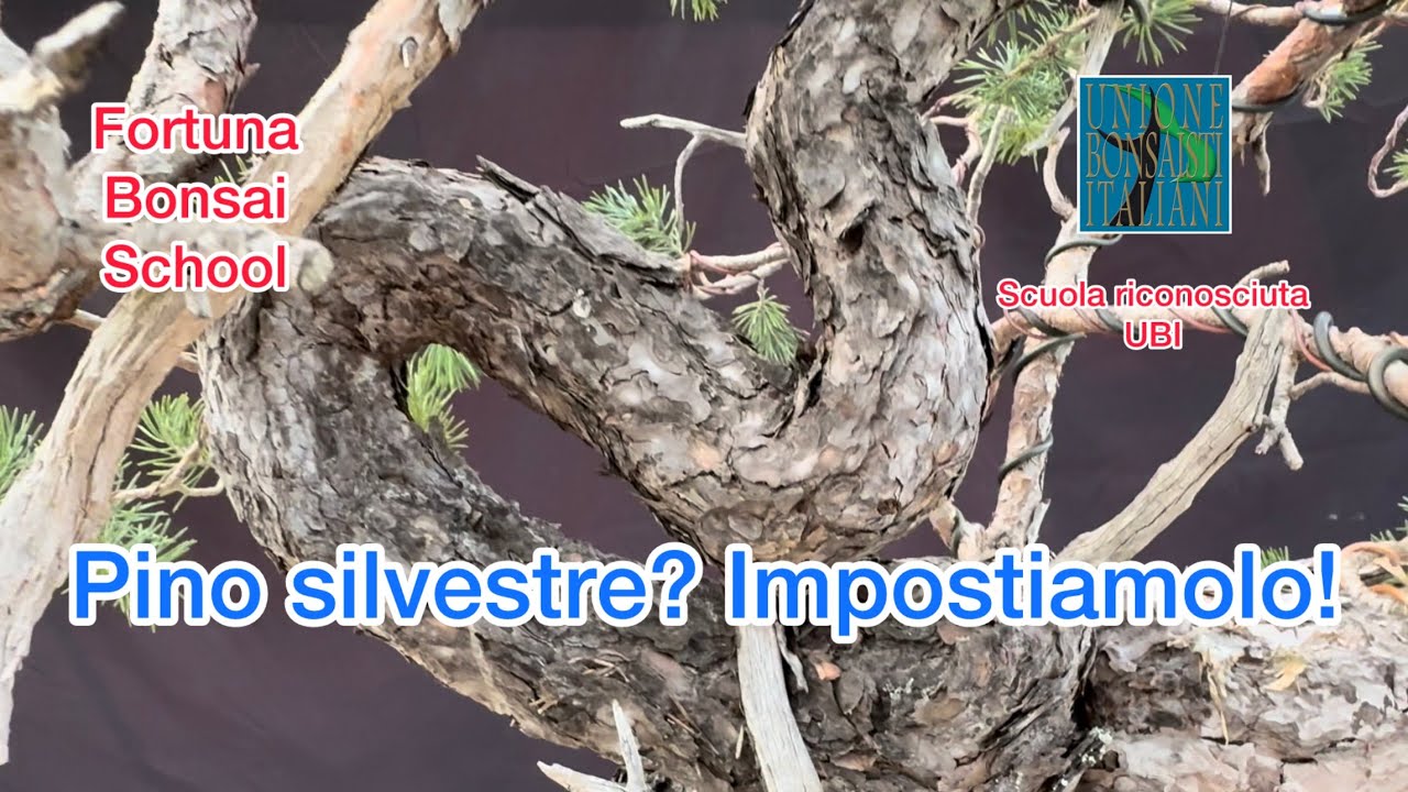 bonsai pino silvestre, prima impostazione