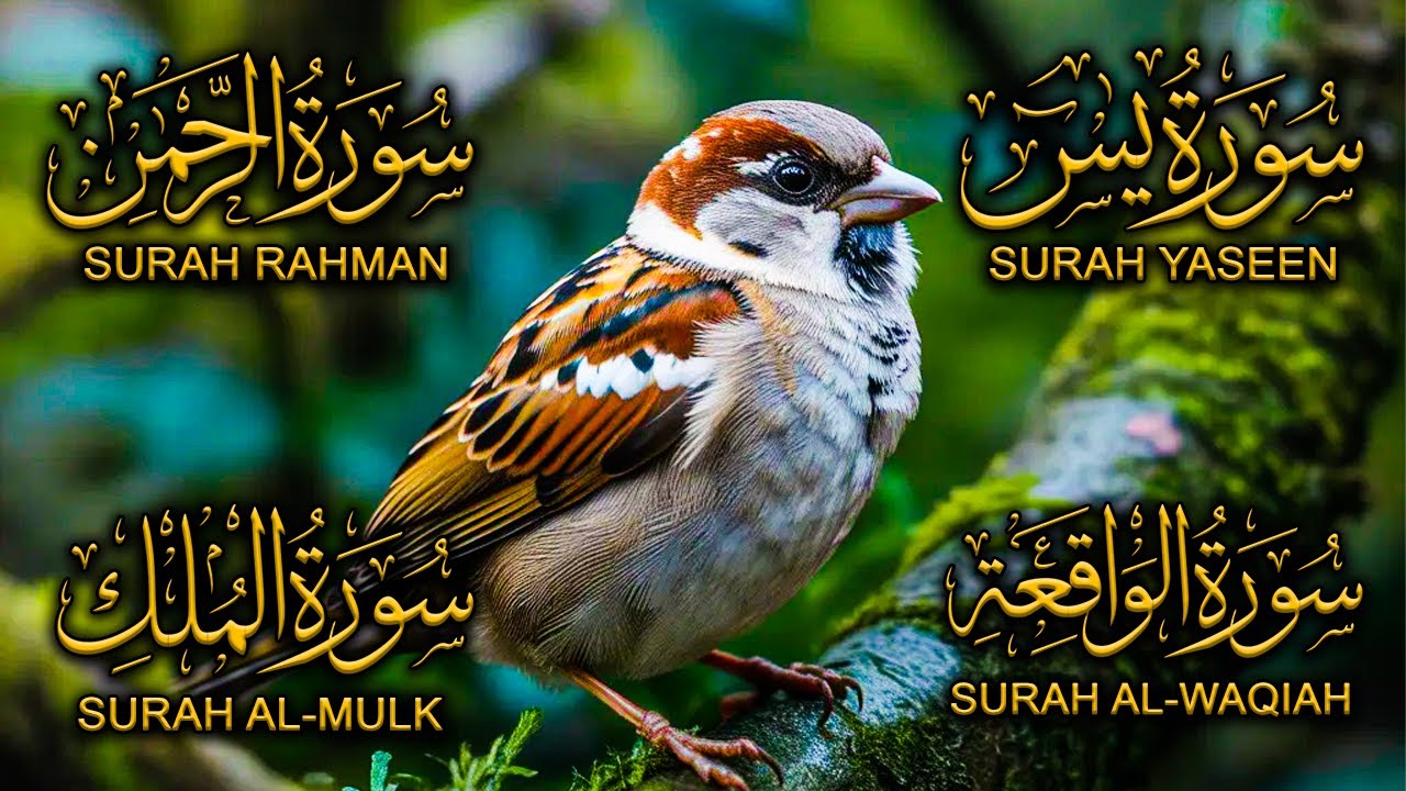 Surah Yaseen ❤ Surah Rahman ❤ Surah Al Waqia ❤ Surah Al mulk Soothing Quran recitation | EP001