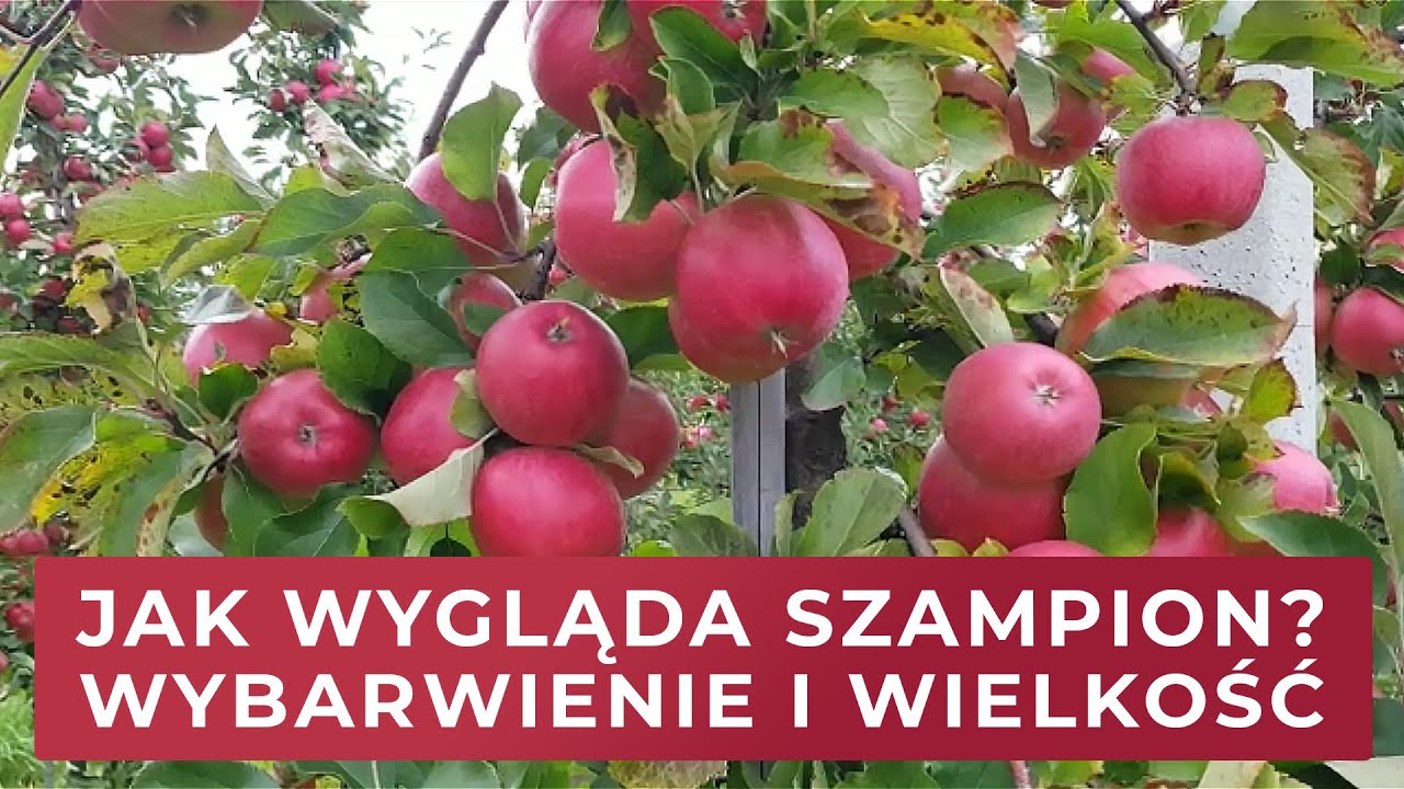 Jak wygląda Szampion Reno? Wybarwienie i wielkość - Hascon M10 poprawa koloru