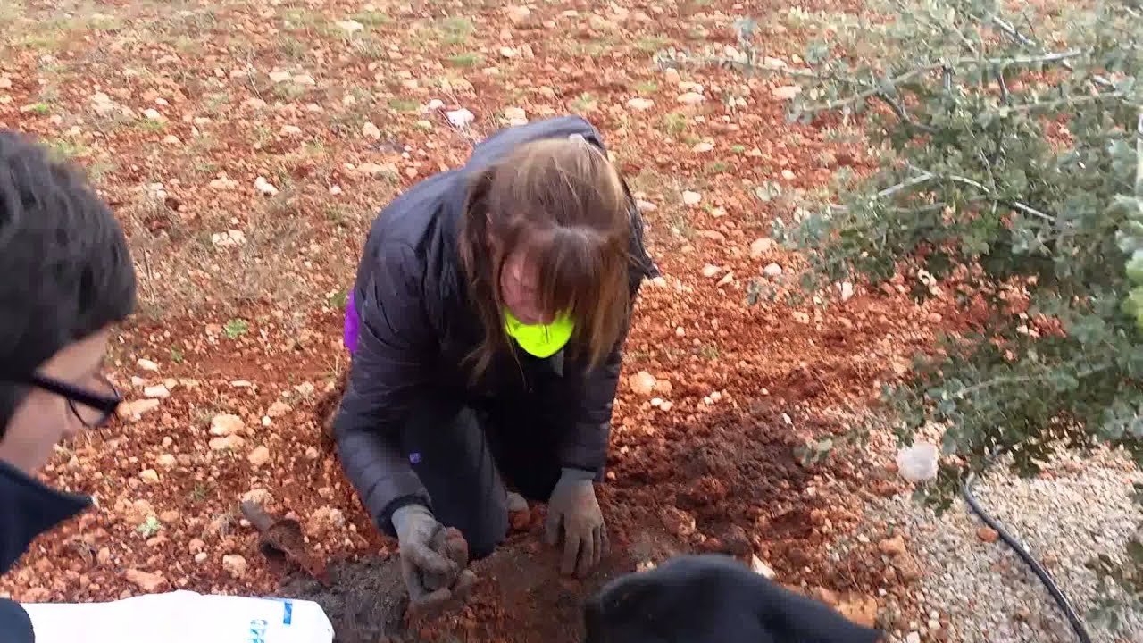 #Tubera y Trufas del nuevo mundo en Plantación de Encitruf