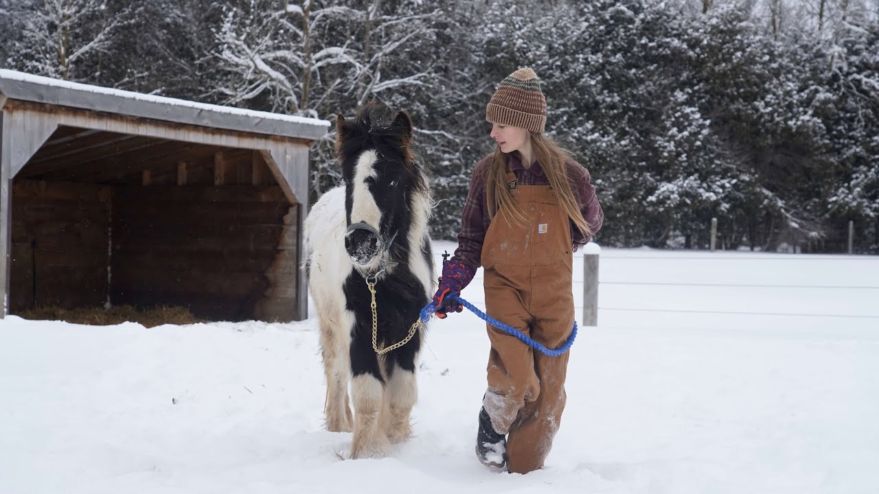 working with one of are baby horses