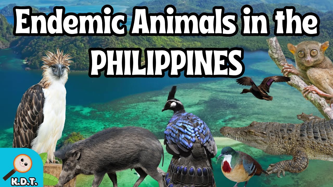 🇵🇭 Discover the Unique Wildlife of the Philippines (Endemic Animals in the Philippines)