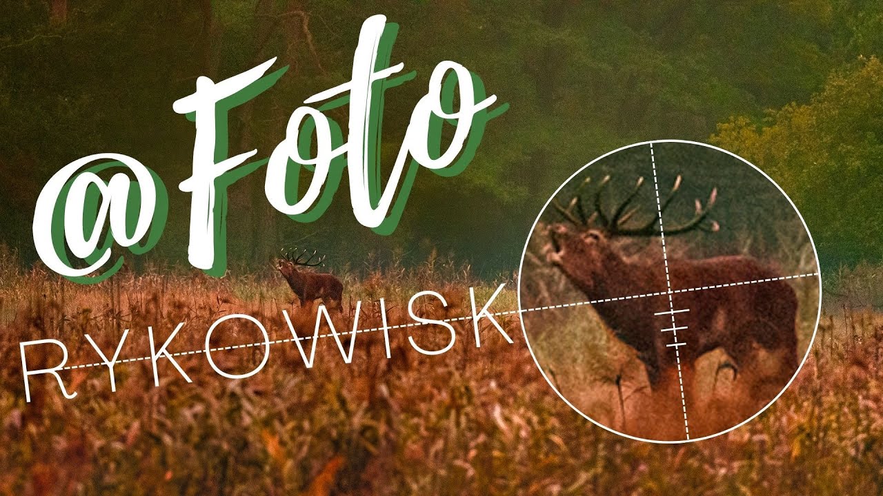 📷 🦌Fotografia krajobrazu i dzikiej przyrody podczas rykowiska.