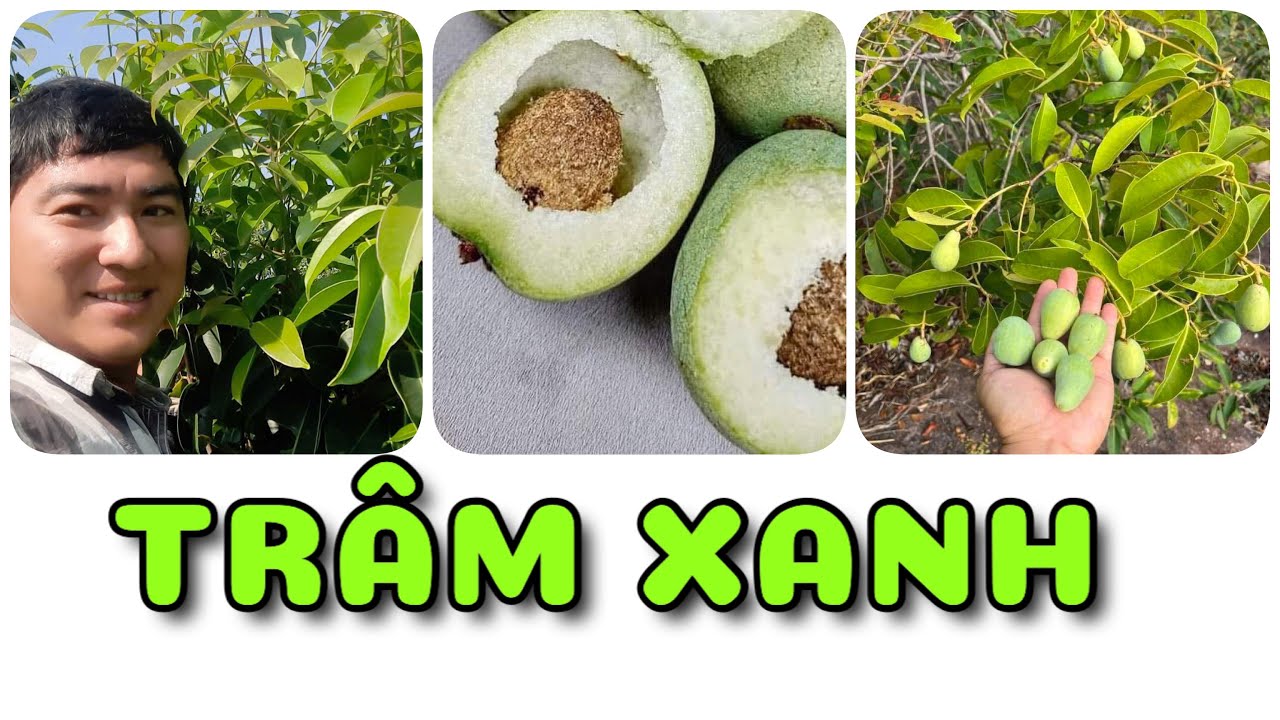 Cây Trâm Xanh nhập khẩu Thái Lan | 0386569374 - Ngọc Ngân Bến Tre | Chuyên cây độc lạ