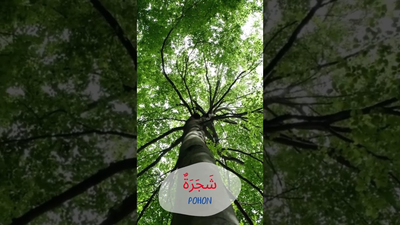 BELAJAR BAHASA ARAB TEMA ALAM#pendidikan #ngaji #2023