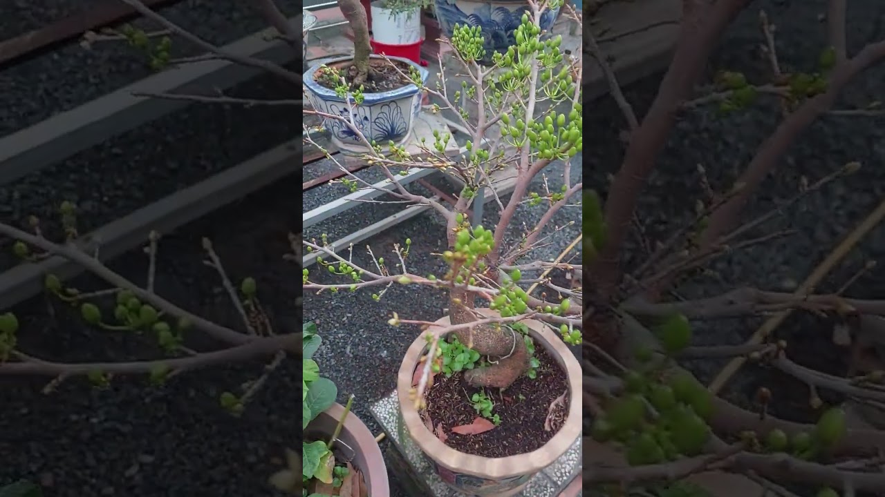 Mai tết 22 tháng chạp 2025