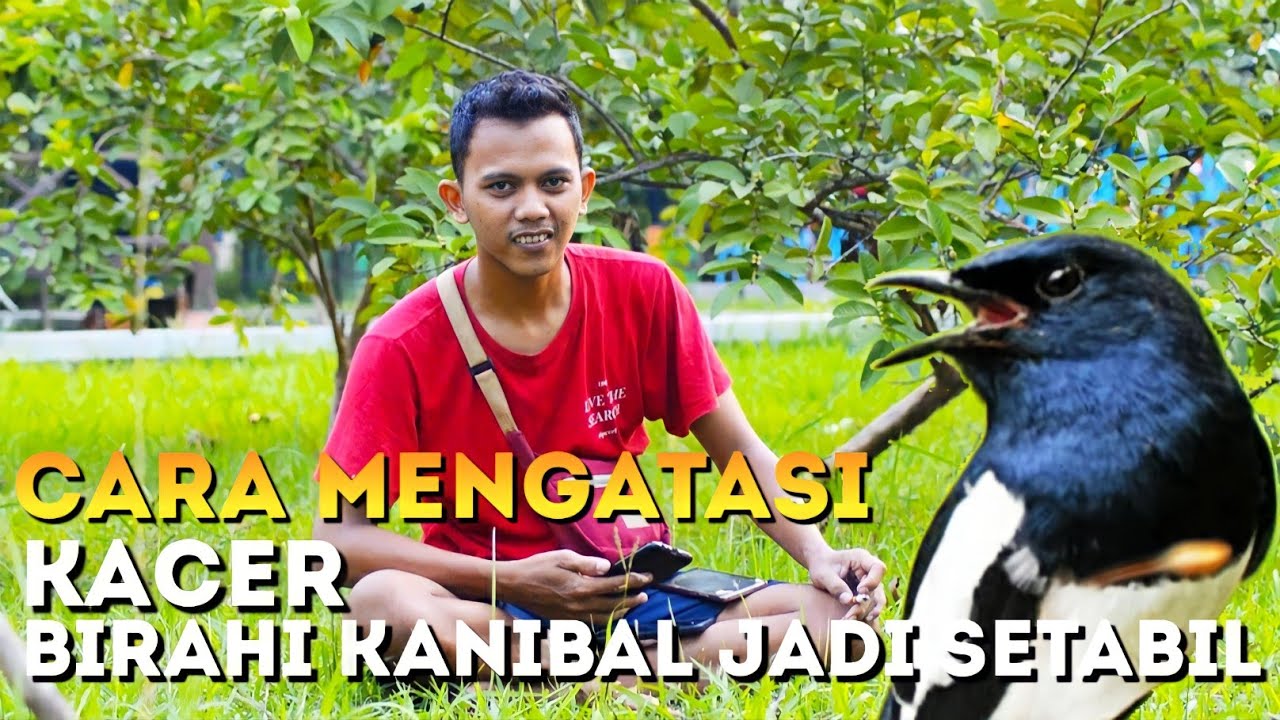 CARA MENGATASI BURUNG KACER BIRAHI KANIBAL JADI SETABIL