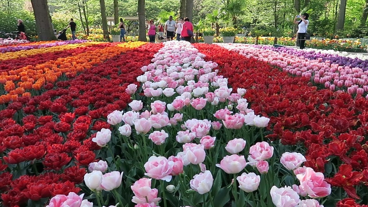 Keukenhof 2019 - In the evening